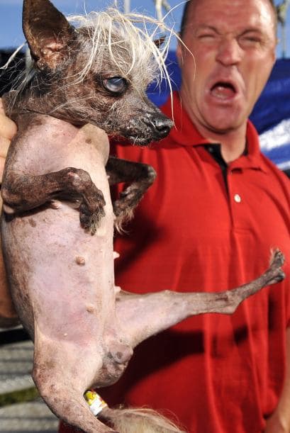 Los últimos cinco ganadores han incluido un Beagle con patas parecidas a las de un pato, un bóxer, una mezcla de basset hound.