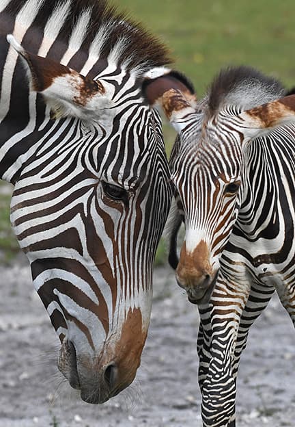 Luego de darle par de días para acostumbrarse y crear un vínculo con sumadre, Gravy fue exhibido por primera vez el martes en la mañana.
