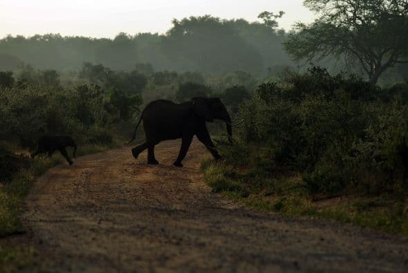 De acuerdo con el sitio oficial de la organización , Leo dijo en su discurso que “la destrucción de estos animales es algo que tenemos el poder de detener, y la Elephant Crisis Fund es una parte crucial de la solución”.