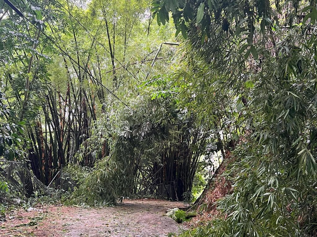 Plantación sobre cableado eléctrico en el municipio de Utuado.