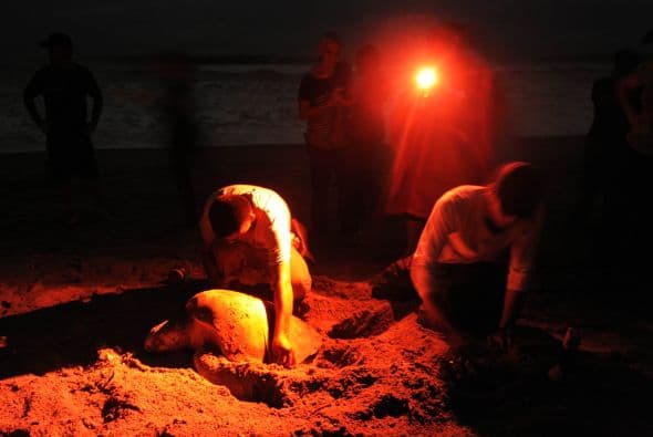 "Sabemos que las tortugas son de las especies marinas que más viajan y por lo mismo están expuestas a muchos factores de riesgo y peligro", dijo el biólogo Mauricio Vásquez, del Instituto de Ciencias Marinas.