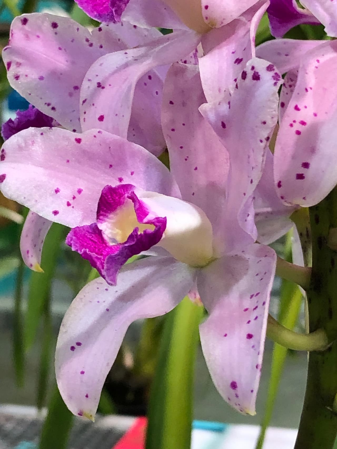 ¡Gracias por tanto, Mamá! 
<br>