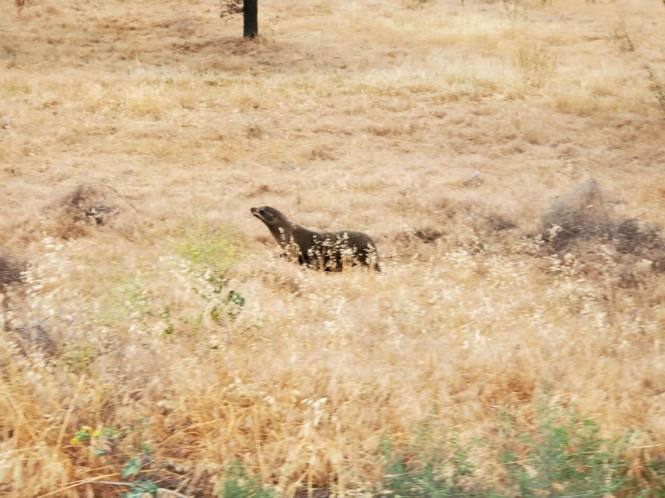 <a href="https://www.facebook.com/permalink.php?story_fbid=1452473991621630&id=208695935999448" target="_blank">Alguaciles del condado San Joaquín publicaron fotos</a> de un león marino encontrado al lado de una autopista en el centro de California el 17 de mayo.