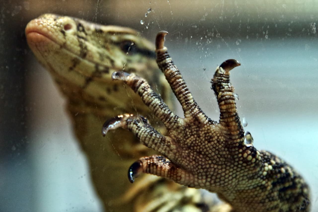 Este varano acuático se asoma para ver qué ocurre, ¡pero sabe que está a salvo!