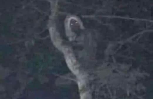 La misteriosa imagen que compartió el presidente López Obrador afirmando que es un duende maya