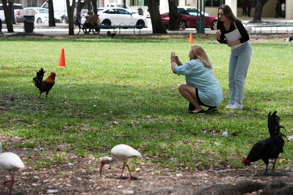<b>Normativas y vacío legal: ¿pueden vivir gallos libremente en zonas urbanas?: </b>Aunque las leyes de la ciudad de Miami y del condado Miami-Dade prohíben aves de corral en zonas residenciales, los gallos siguen circulando. Esto plantea un dilema legal: ¿cómo hacer cumplir ordenanzas sin entrar en conflicto con el valor simbólico que estas aves tienen para parte de la comunidad?
<br>