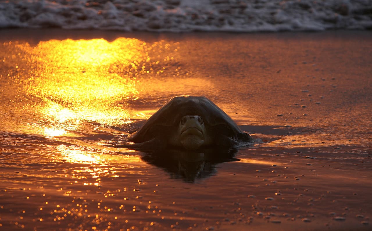 El aumento de las temperaturas las impacta de manera particular pues alterna la proporción de machos y hembras y puede afectar su capacidad de reproducirse.