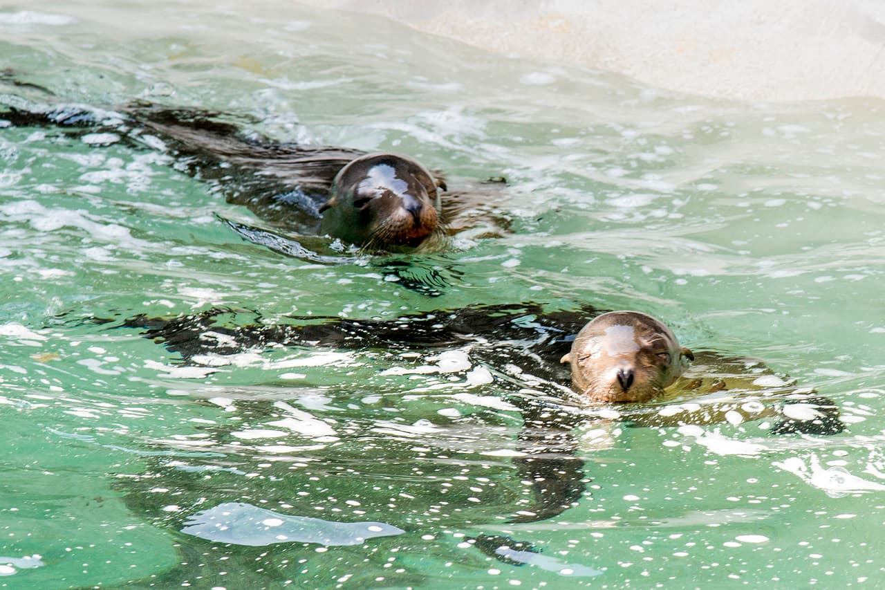 2 leonas marinas huérfanas encuentran un hogar en el zoológico de Brookfield