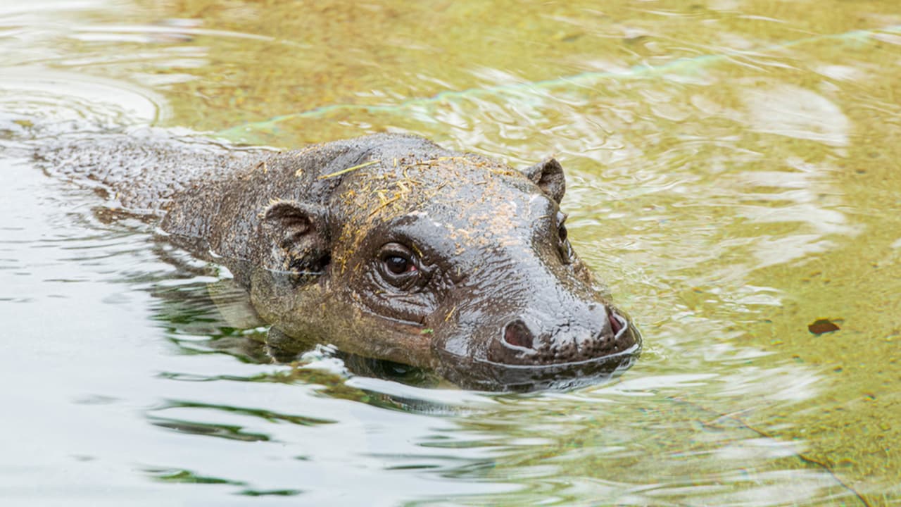 Los pigmeos son de naturaleza solitaria y nativos de las selvas tropicales de África occidental.