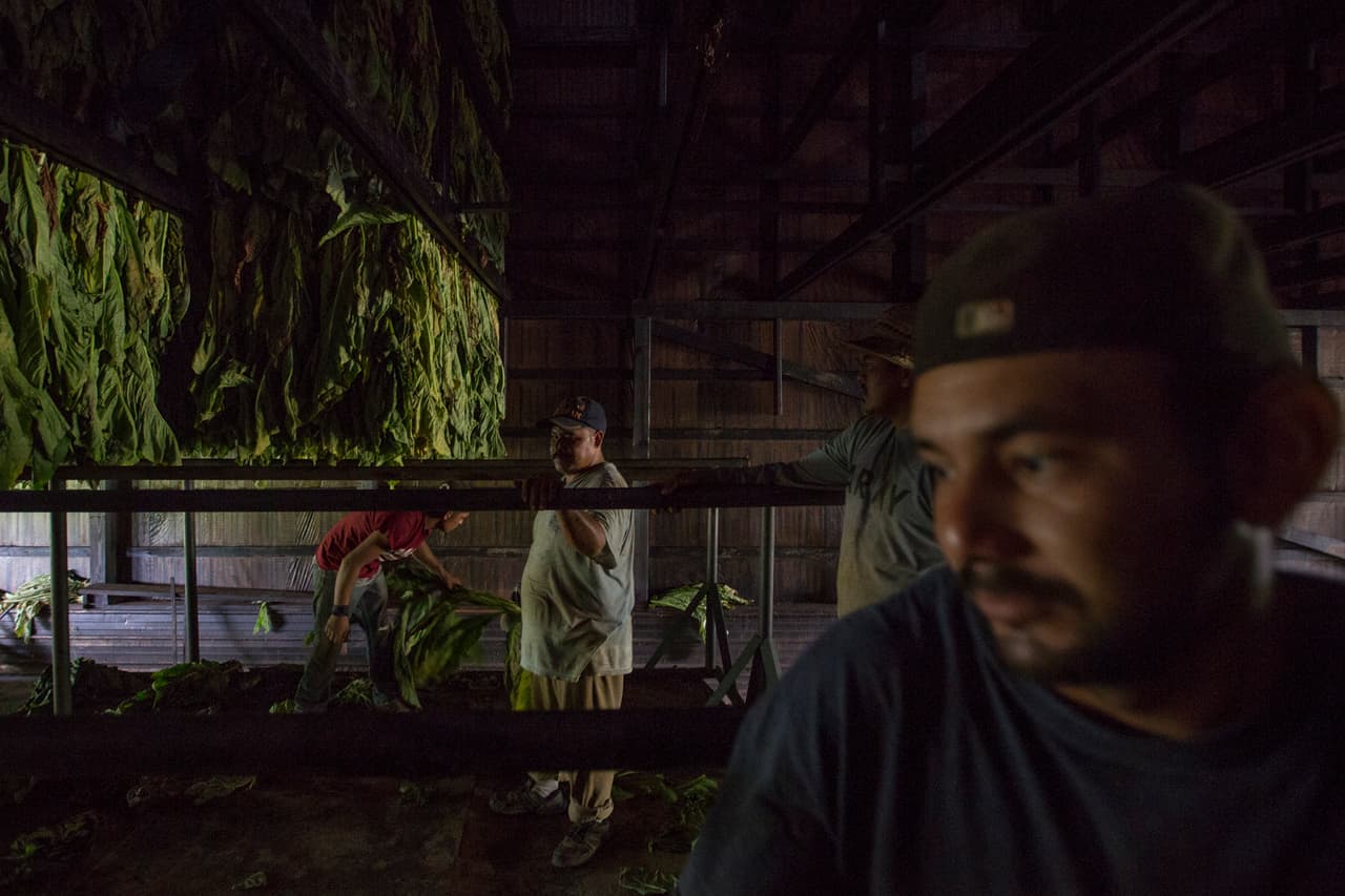 Trabajan a toda marcha para poner a resguardo las hojas que recogieron en los días previos en el campo de cultivo. (Nacho Corbella/Univision Noticias)