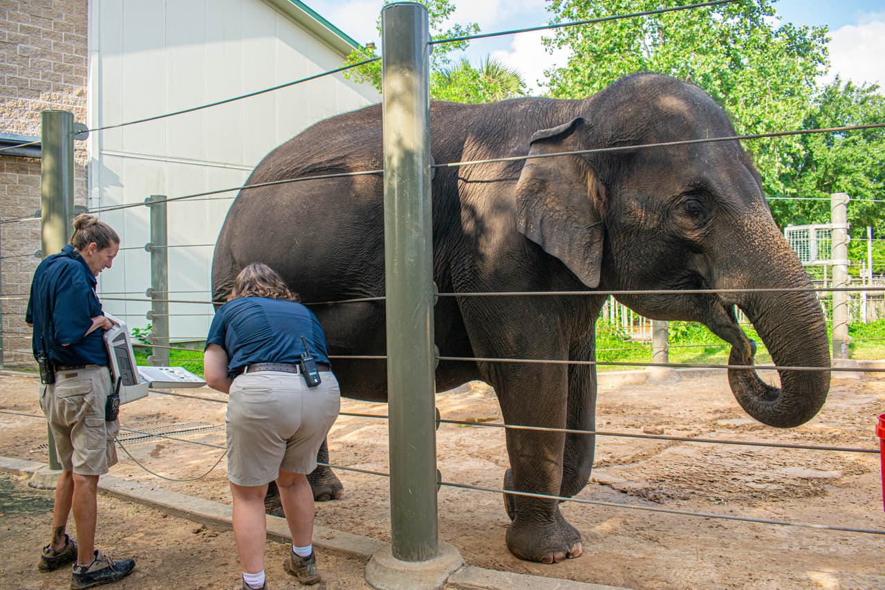 La gestación media de un elefante es de aproximadamente 659 días o 22 meses. 
<b>El sexo de la cría seguirá siendo una sorpresa para todos, ya que las ecografías no permiten determinar el sexo.</b>