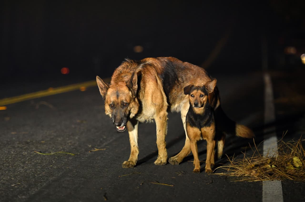 Algunos perros vagan por los vecindarios quemados por el fuego en Paradise. El incendio no muestra aún signos de que pueda ser contenido pronto.