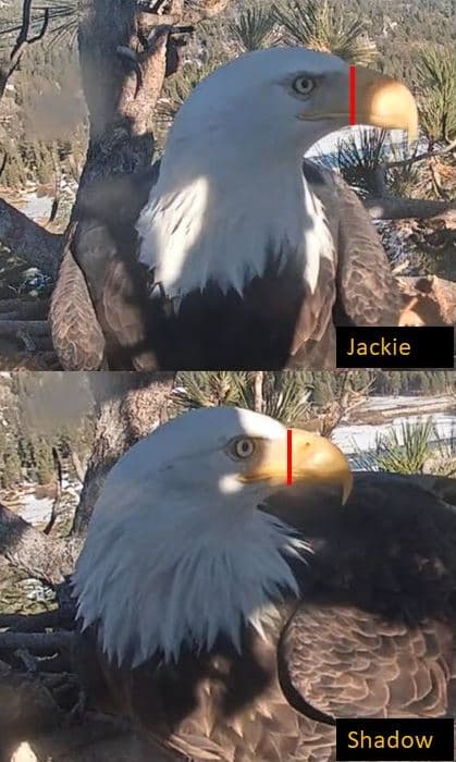El pico de Jackie también es más grande que la del macho. Según expertos, las diferencias entre ambos son basadas por género para este tipo de aves.