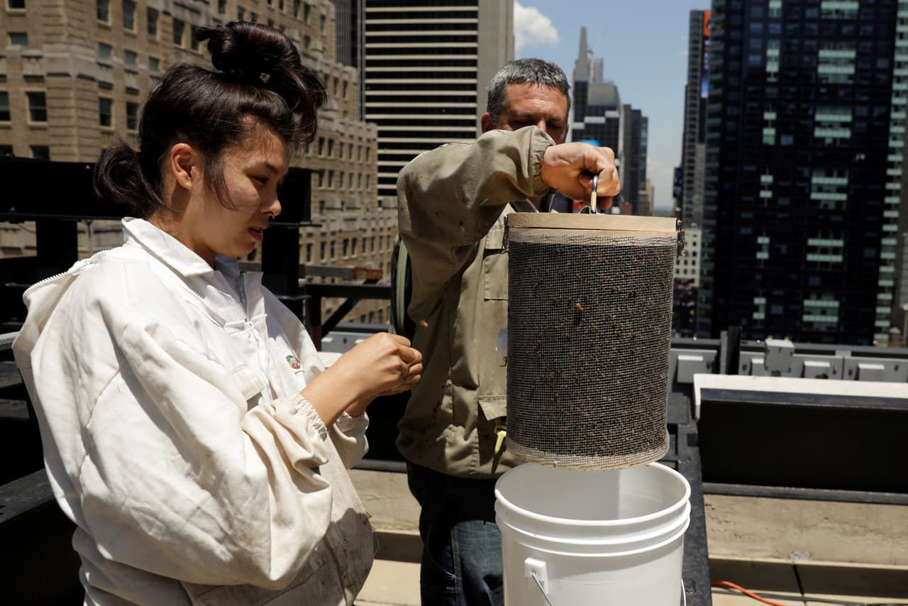 Después de atraparlas, los apicultores verificaron el recipiente debido a que las iban a trasladar a un parque cercano. (Lucas Jackson/Reuters)