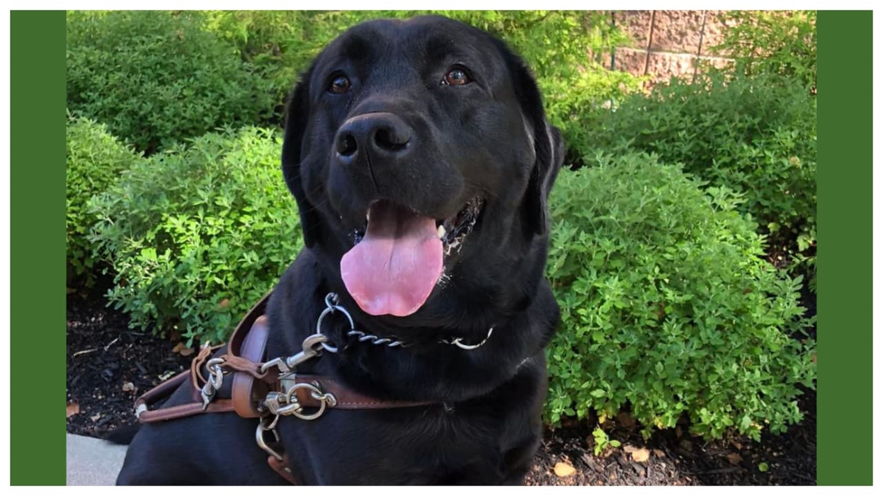 Olvidan a perro guía en un van a altas temperaturas y muere