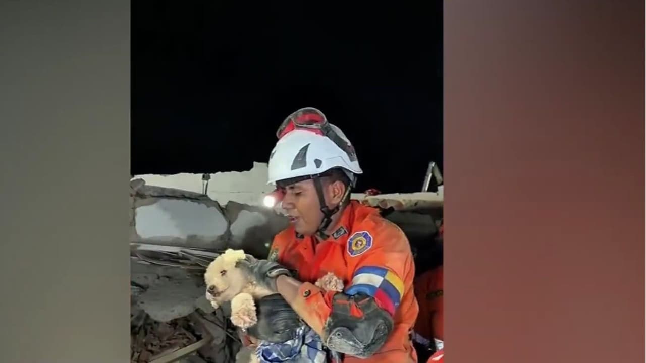 Rescatistas salvan a "Giselle", perrita atrapada tras los terremotos en Venezuela