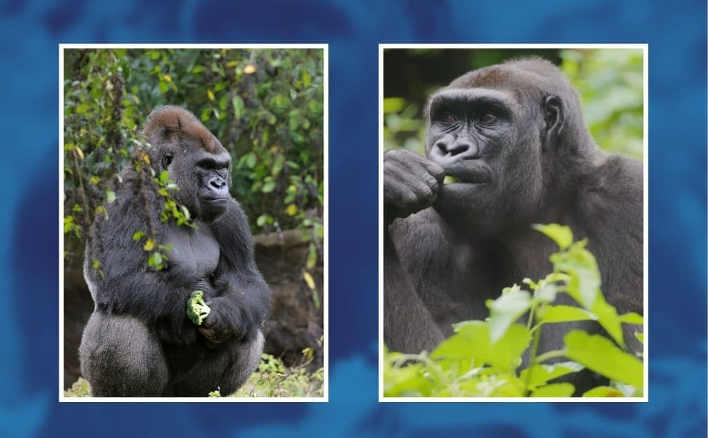 Dan positivo a covid-19 cinco gorilas del Zoológico de Dallas