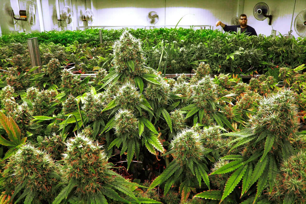 Un programa piloto permitirá que pacientes con prescripciones de opioides usen marihuana como alternativa