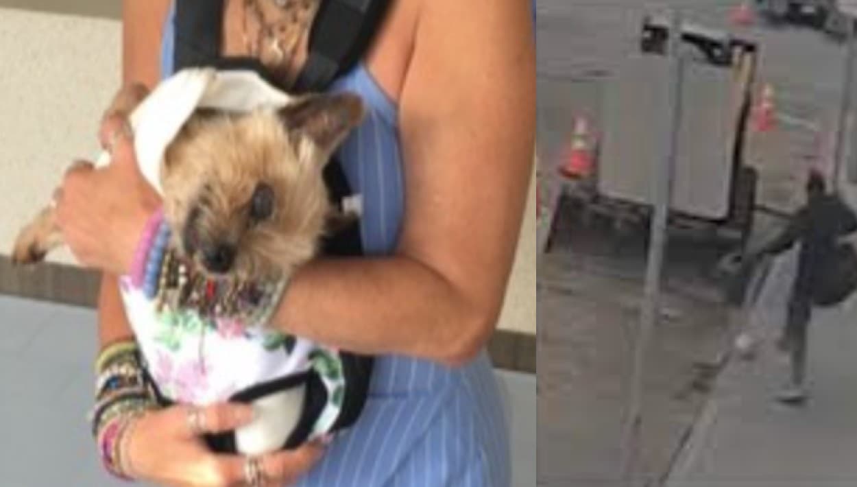 Muere Bart, el perro pateado en Venice Beach al que le donaron más de $30,000 para tratamiento