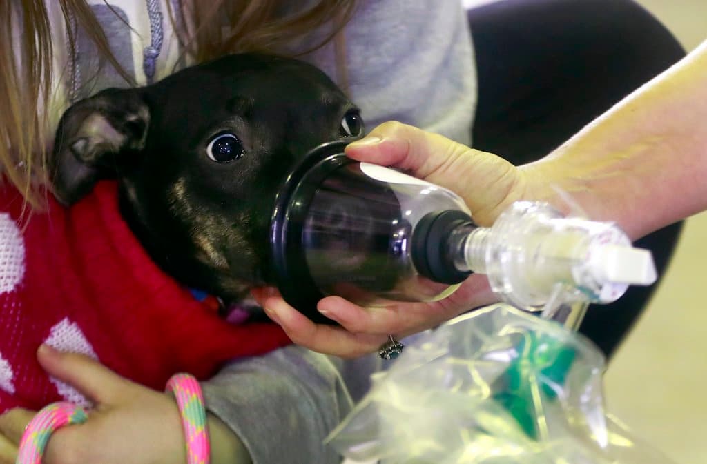 Alertan por “misteriosa enfermedad” que está causando la muerte de perros en Michigan: esto es lo que se sabe