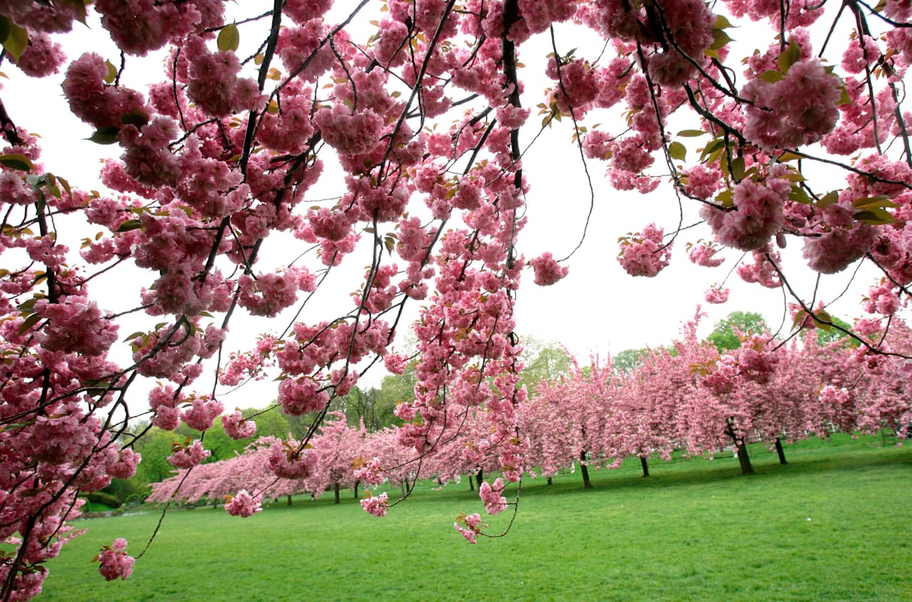 <b>7. Flushing Meadows Corona Park</b>
<br>En Queens, este parque alberga cerezos Okame, 
<b>los primeros en florecer cada temporada.</b> Cerca de la Unisphere, el paisaje marca el inicio de la primavera con tonos rosados que atraen a visitantes de toda la ciudad.