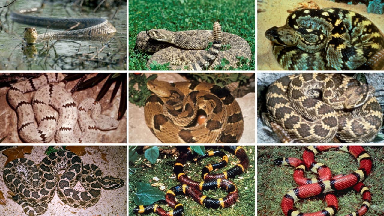 <h3 class="cms-H3-H3">🐍 ¿Qué <a href="https://tpwd.texas.gov/education/hunter-education/online-course/preparation-and-survival/snakes" target="_blank">tipos de serpientes hay en Texas</a>? </h3>
<br>En Texas hay muchas serpientes, pero solo unas pocas son venenosas. Estas son las más comunes:
<br>
<b>Serpiente de coral: </b>Tiene colores rojo, amarillo y negro.
<br>👉 Truco para recordarla:
<i>“Rojo con amarillo, cuidado muchacho. Rojo con negro, amigo sincero”</i>.
<br>
<b>Cabeza de cobre</b> (Copperhead): Tiene un color marrón claro con manchas más oscuras en forma de reloj de arena.
<br>
<b>Boca de algodón</b> (Cottonmouth): Es negra y abre la boca mostrando el interior blanco. Suele estar cerca del agua.
<br>
<b>Serpiente de cascabel:</b> Tiene un sonido como de sonaja al mover la cola y un patrón de diamantes en la espalda.
<br>También hay serpientes que no son venenosas, como
<b> las culebras verdes o las serpientes ratoneras</b>. Aunque pueden asustar, no hacen daño.