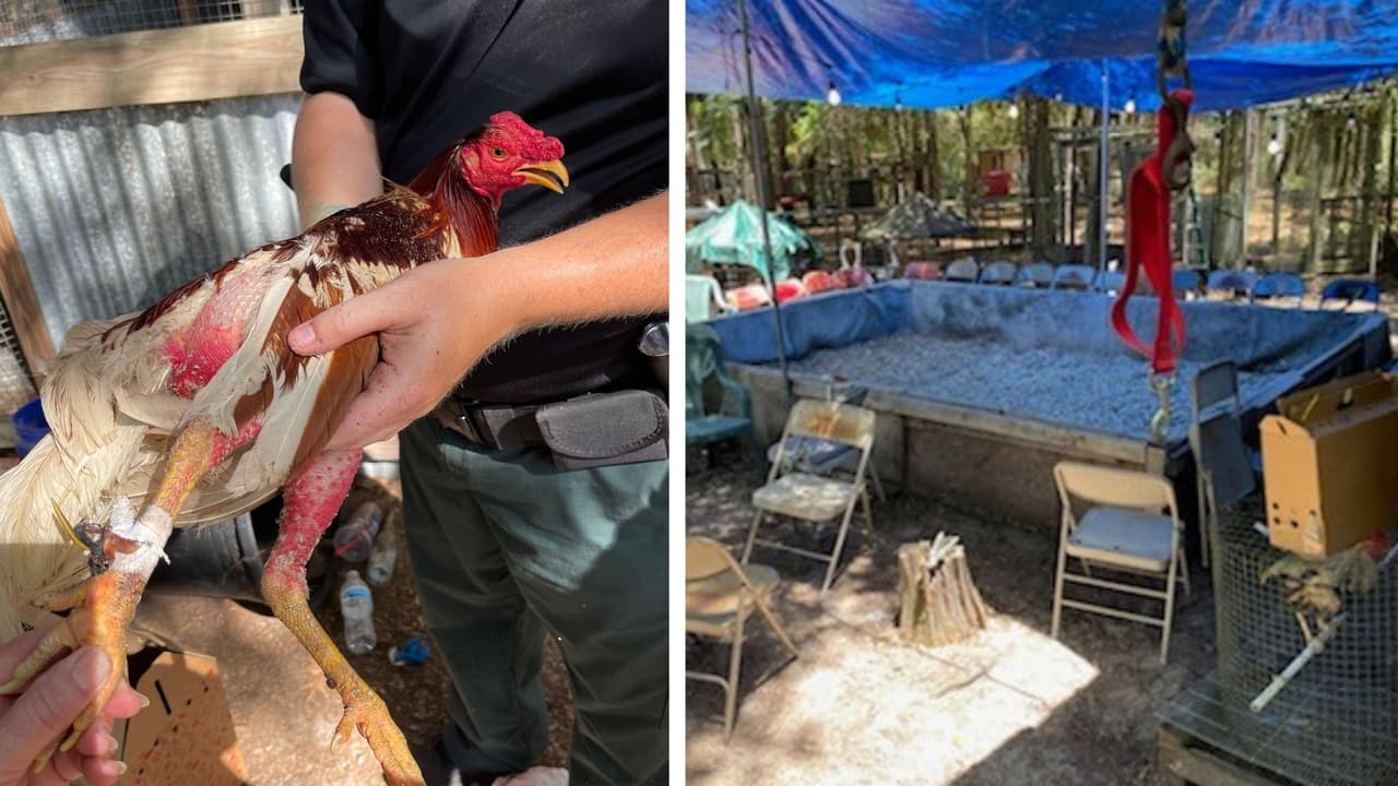 Descubren varios centros ilegales de peleas de gallos en Florida: Más de una docena de arrestados