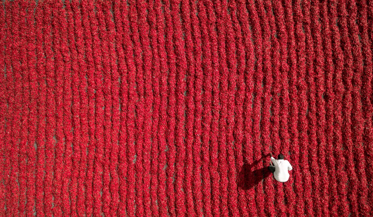 Un agricultor trabaja sobre un campo sembrado de chiles rojos en Guntur, India.