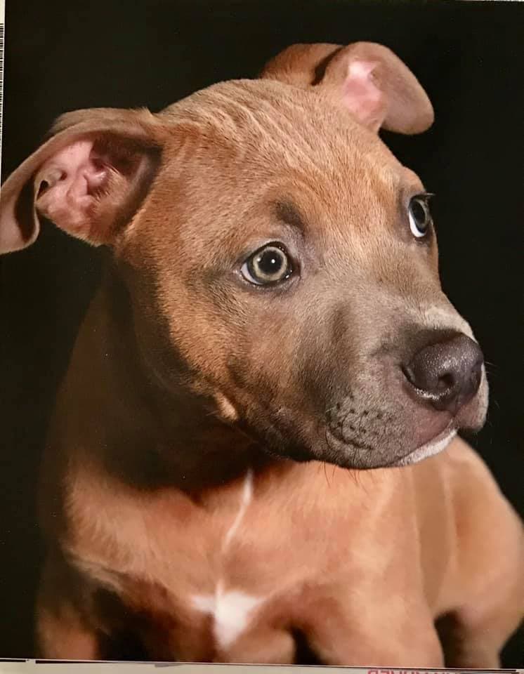 "Mi hermoso y amoroso Pitbull Kobe Bear. Él ds familia y vive dentro de la casa, lo tratamos muy bien por eso es muy noble" - Haydee Salvador