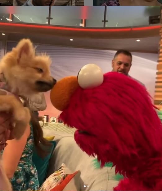 Elmo también se divirtió con Bombom durante los comerciales, la perrita Pomerania estaba feliz de hacer nuevos amigos.