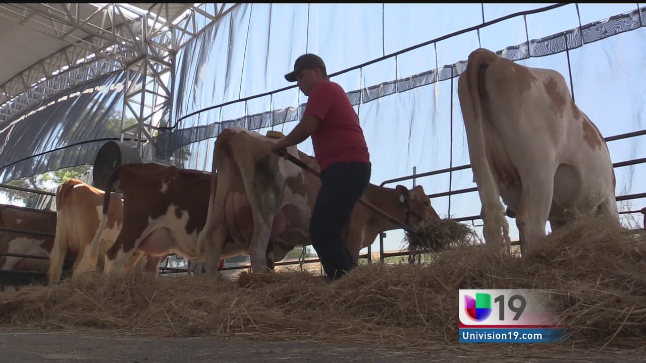 Cuidado de los animales en la feria estatal de California ante el intenso calor
