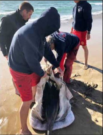 Las consideraciones incluyen infecciones virales o bacterianas, así como toxinas de la proliferación reciente de algas dañinas en Newport Beach. Los resultados finales se esperan en los próximos 30 días. (Fotos @LACoLifeguard)
<br>