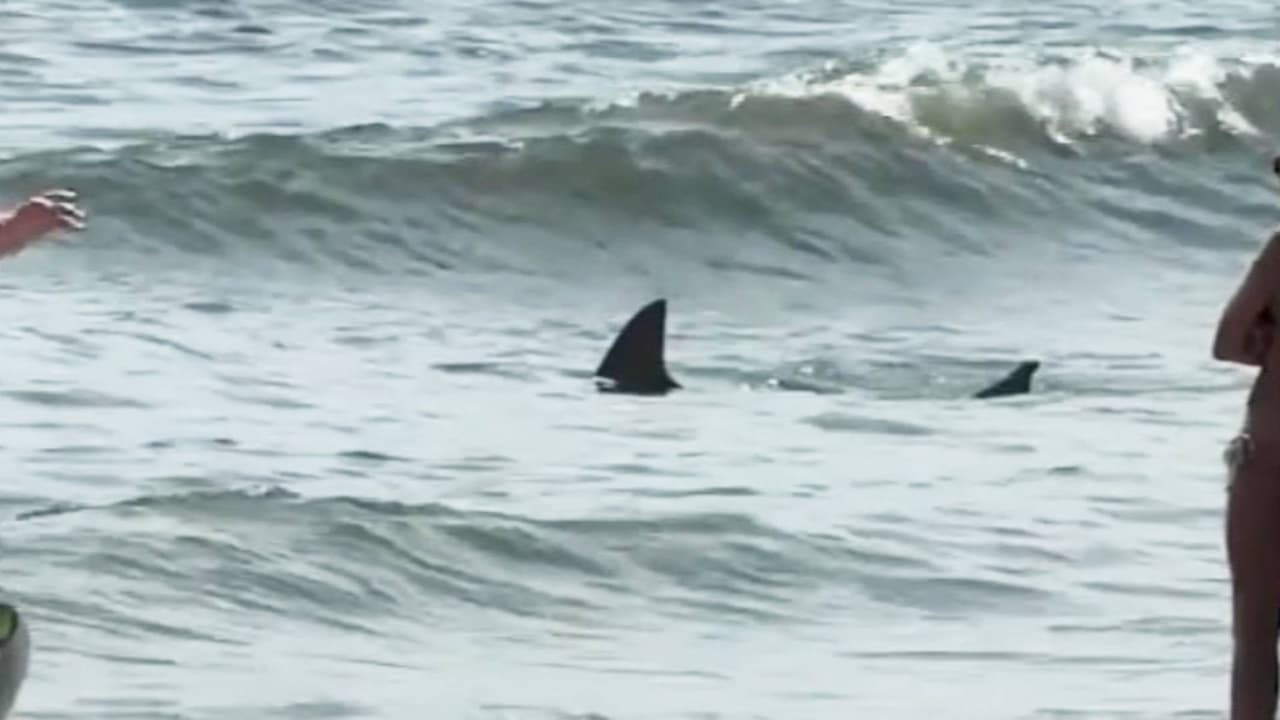 Captan a un tiburón en Cape May Point, una playa en el sur de Nueva Jersey