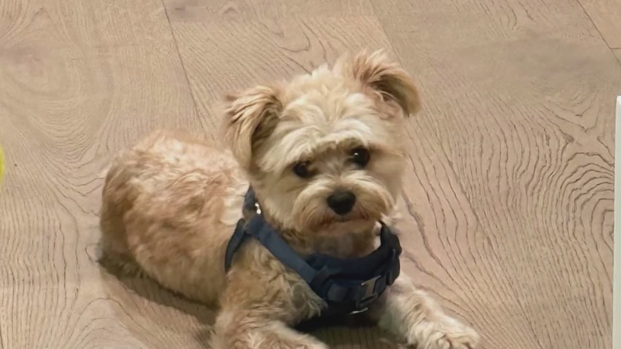 Demanda por ladridos de perros: ley de California protege a vecinos frente a ruidos molestos