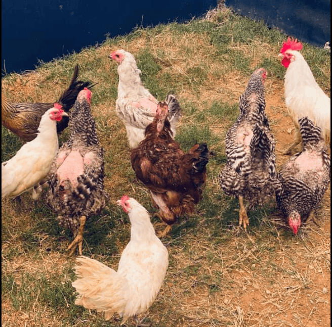 Refugio de Animales de Fort Worth pide a la comunidad adoptar a pollos sobrevivientes de un accidente vehicular