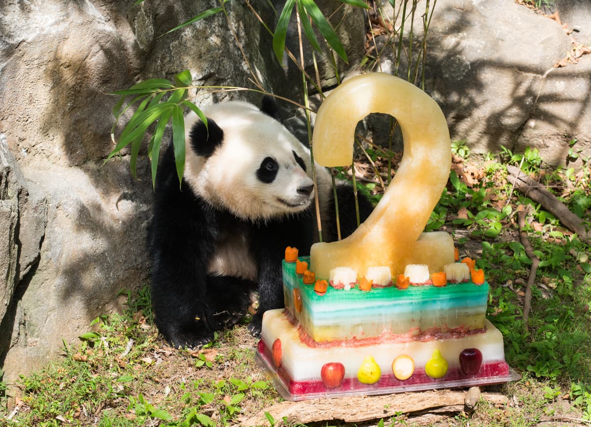 Bao Bao, es el primer panda nacido en esta institución desde 2005 que logra sobrevivir, celebró su segundo cumpleaños el 23 de agosto del 2015.