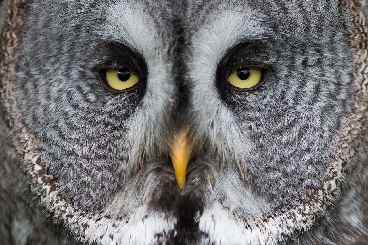 A los pájaros no se le blanquean las plumas con la edad, como nos sucede con las canas. Esto se debe a que el color del plumaje se produce por la estructura de los filamentos de las plumas y no sólo por pigmentos. El color verde iridiscente presente en algunas aves, se produce por una combinación entre la estructura que refleja un color azul con un pigmento carotenoide que crea el color amarillo. Los carotenoides son incorporados a través de la dieta.
