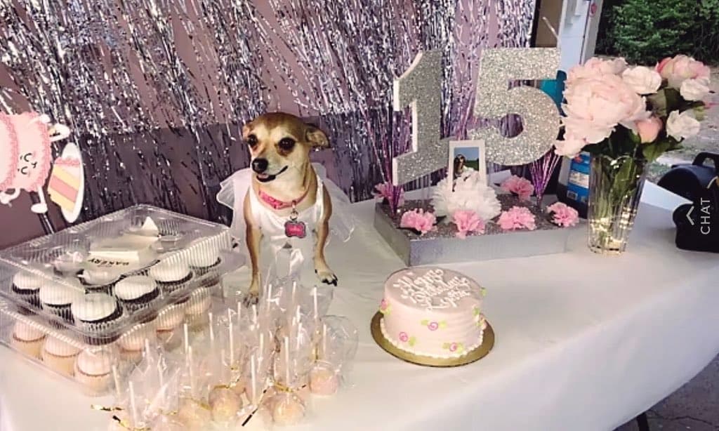 Dog celebrates 15 years with quinceañera