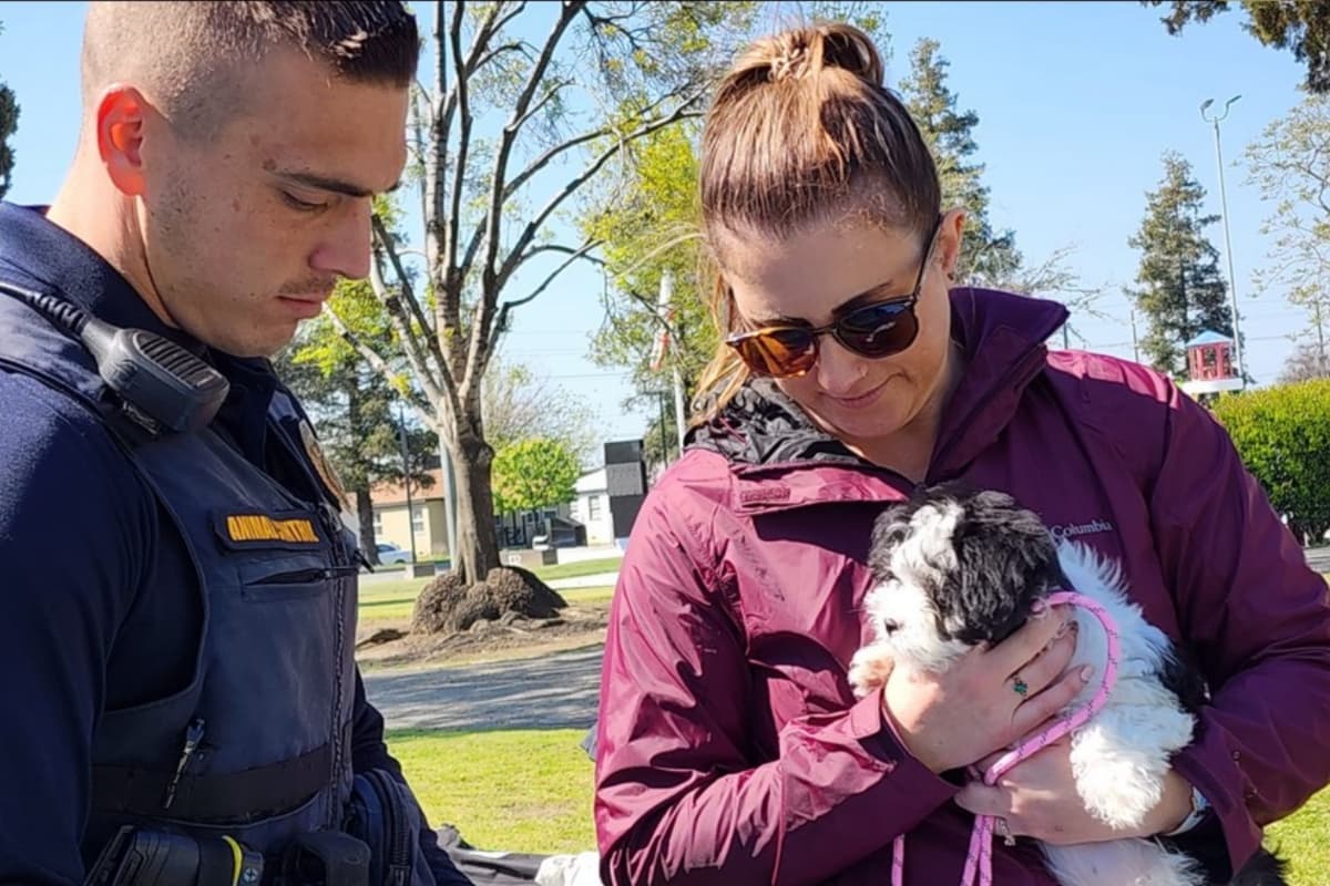 Los encargados del refugio en la ciudad señalaron que el traslado de los 30 perritos, les permitirá recibir más que están en espera de una familia.