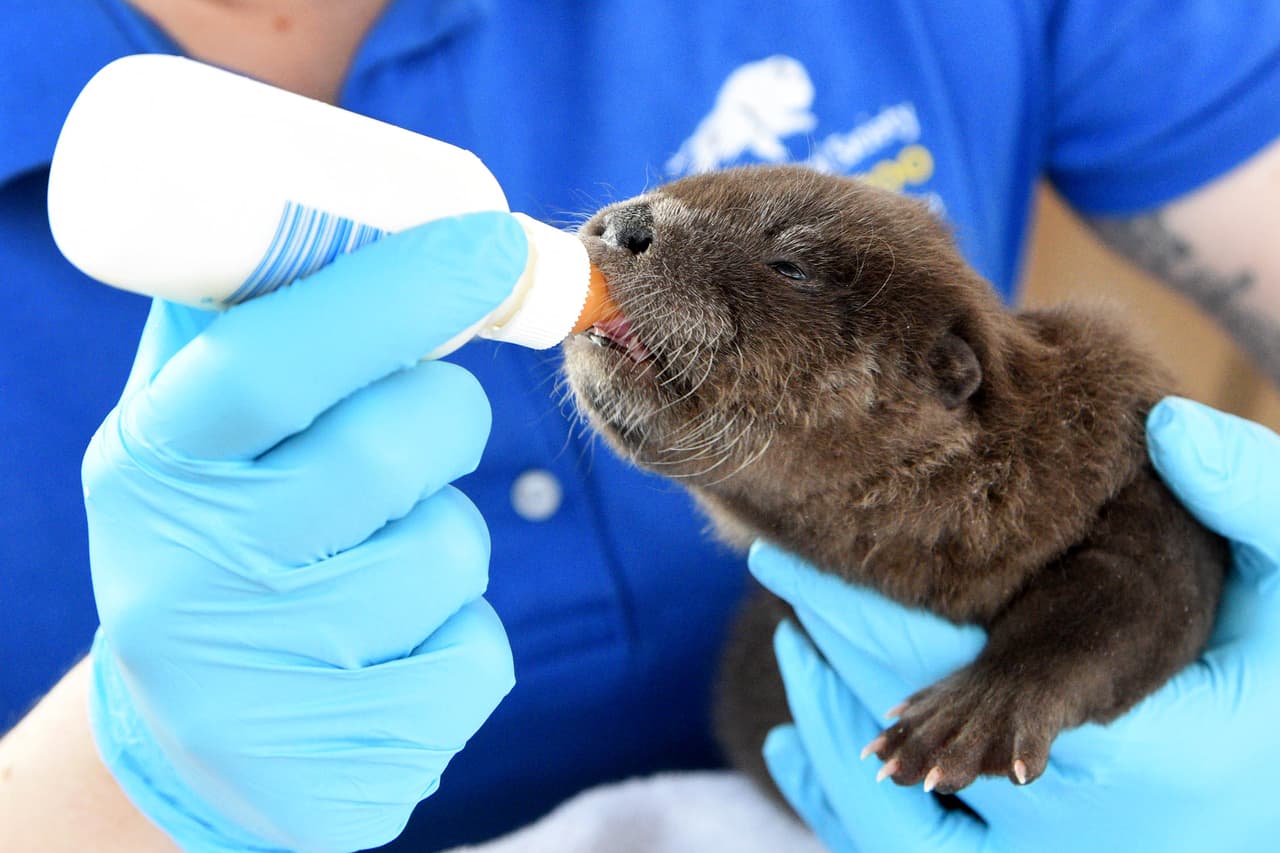 Chippewa: Es el nombre de los ríos que se encuentran en la parte superior del Medio Oeste donde se encuentran las nutrias de río de América del Norte.