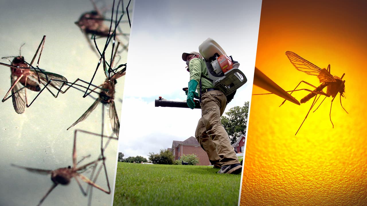 Confirman el primer caso del virus del Nilo Occidental en Utah: ¿De qué se trata y cómo nos cuidamos?