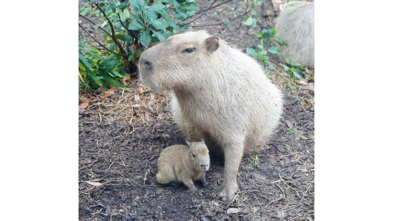 Tupi ha acaparado los reflectores y es una de las estrellas del zoológico, pero nadie sabía si era hembra o macho.
