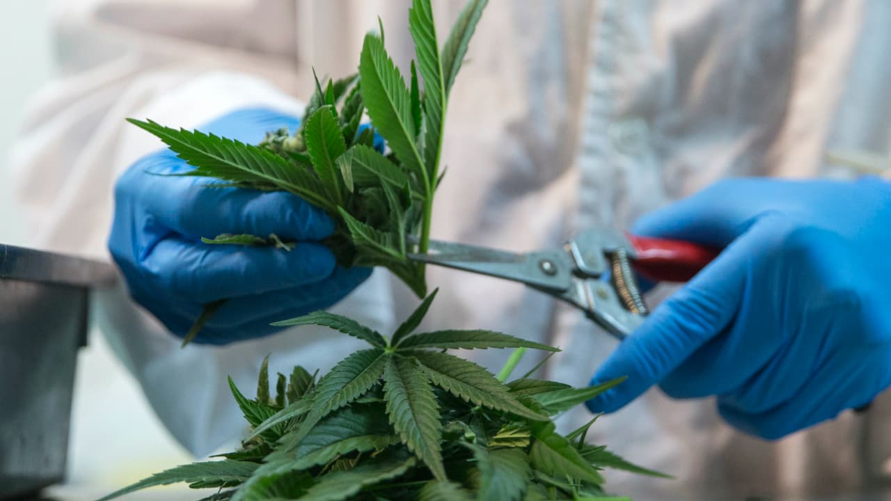 Las claves de la ley aprobada por el senado mexicano sobre el uso medicinal de la marihuana