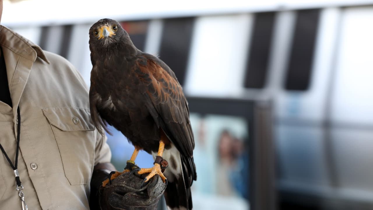 Esta estación de trenes tenía un problema con las palomas, hasta que contrataron a Pac-Man 