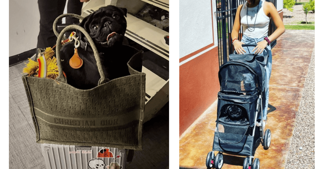 'Gordo', el perro de la familia Aguilar