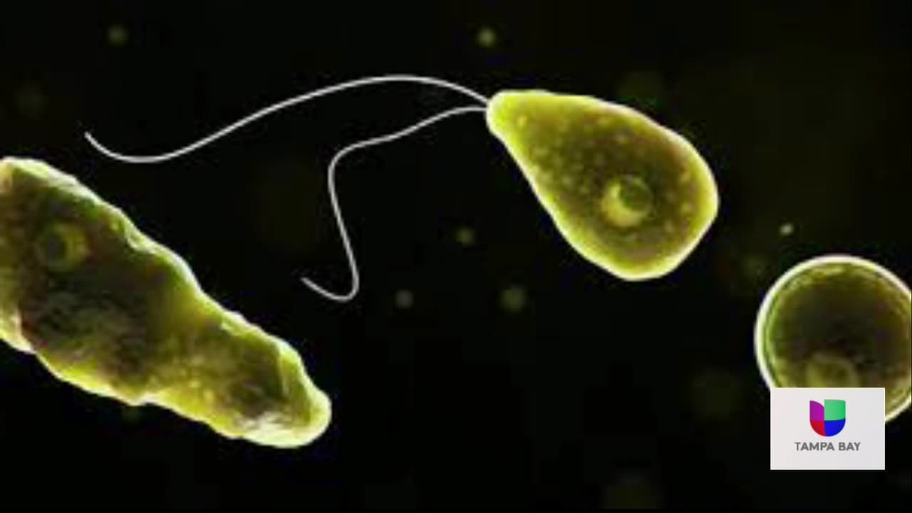Desarrollan prueba para detectar infecciones de la ameba comecerebros
