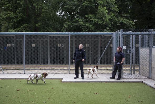La mayoría de estos perros pertenecen a las unidades caninas policiales o militares.