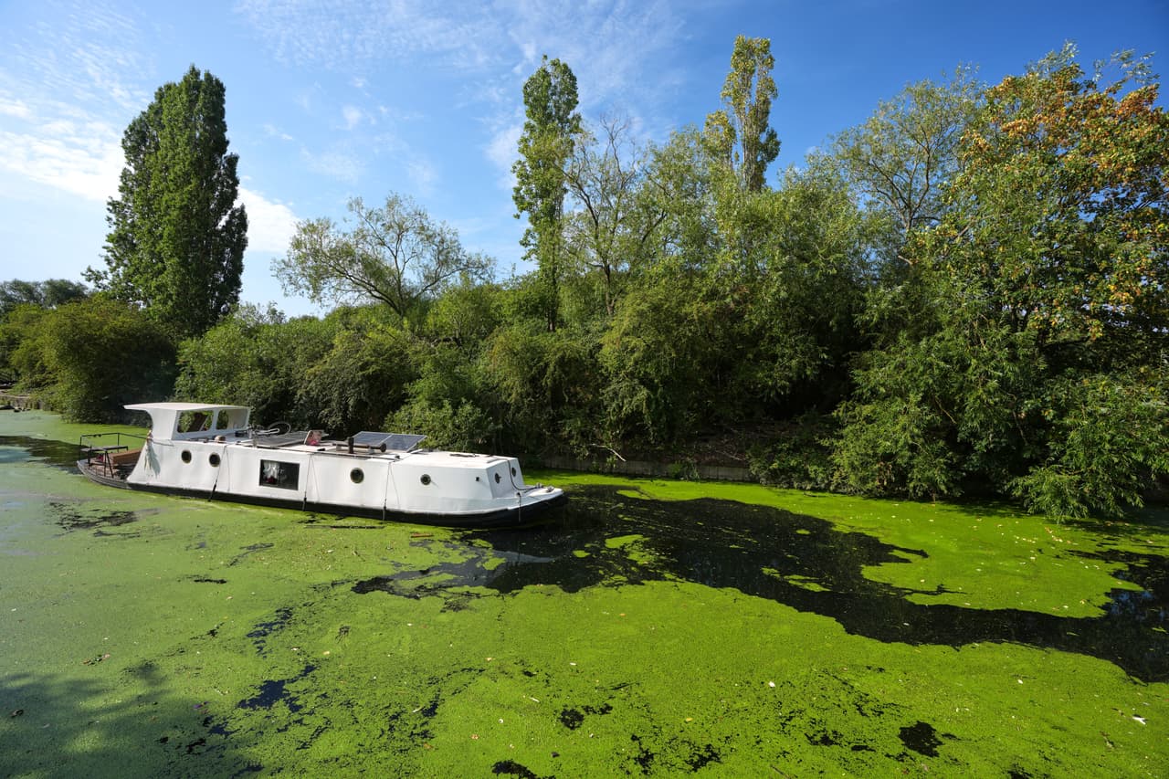 Una embarcación se abre paso entre las algas de un canal —cuya proliferación fue provocada por el clima cálido— en medio de condiciones de sequía en Londres, el martes 4 de agosto de 2026.