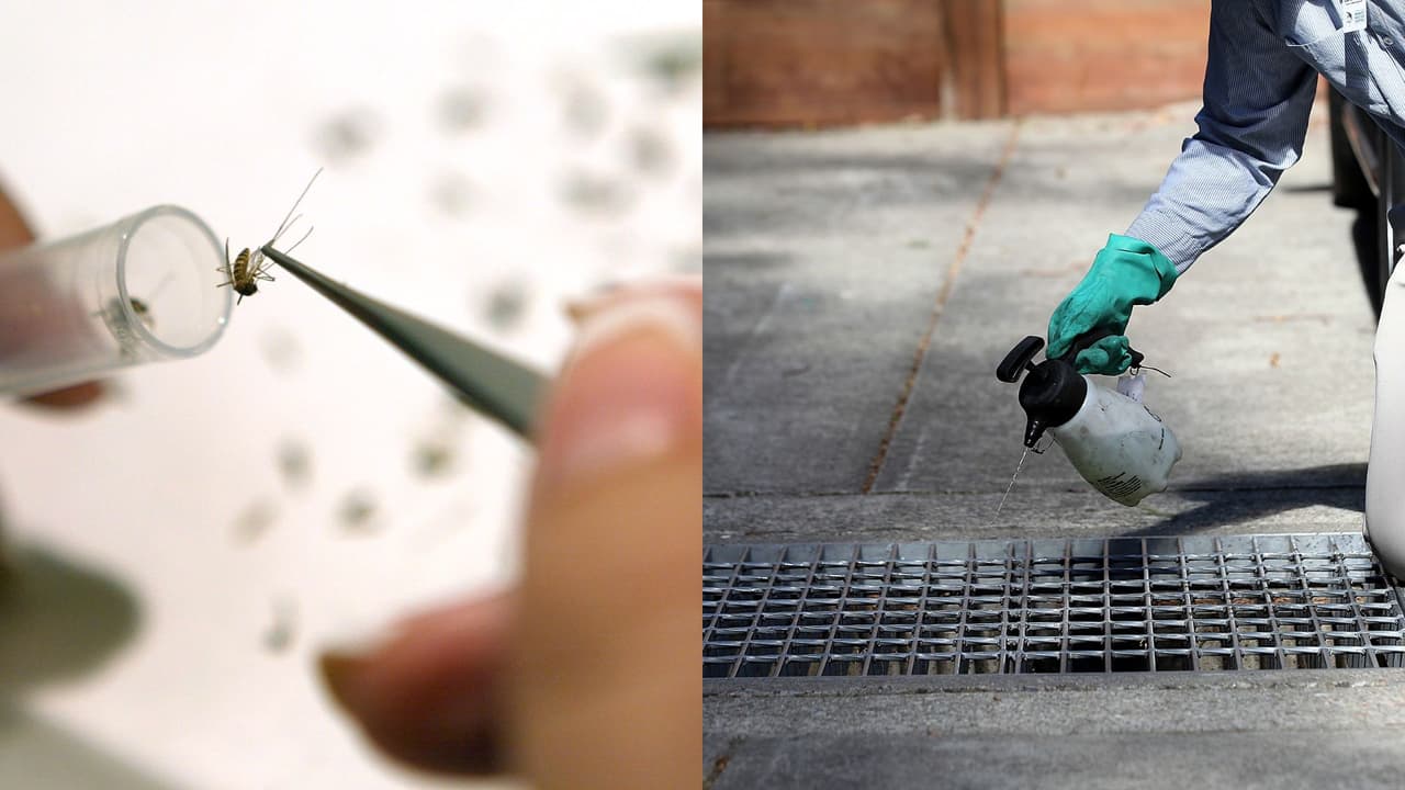 Lo que se sabe del primer caso de Virus del Nilo Occidental en el condado Montgomery en 2025