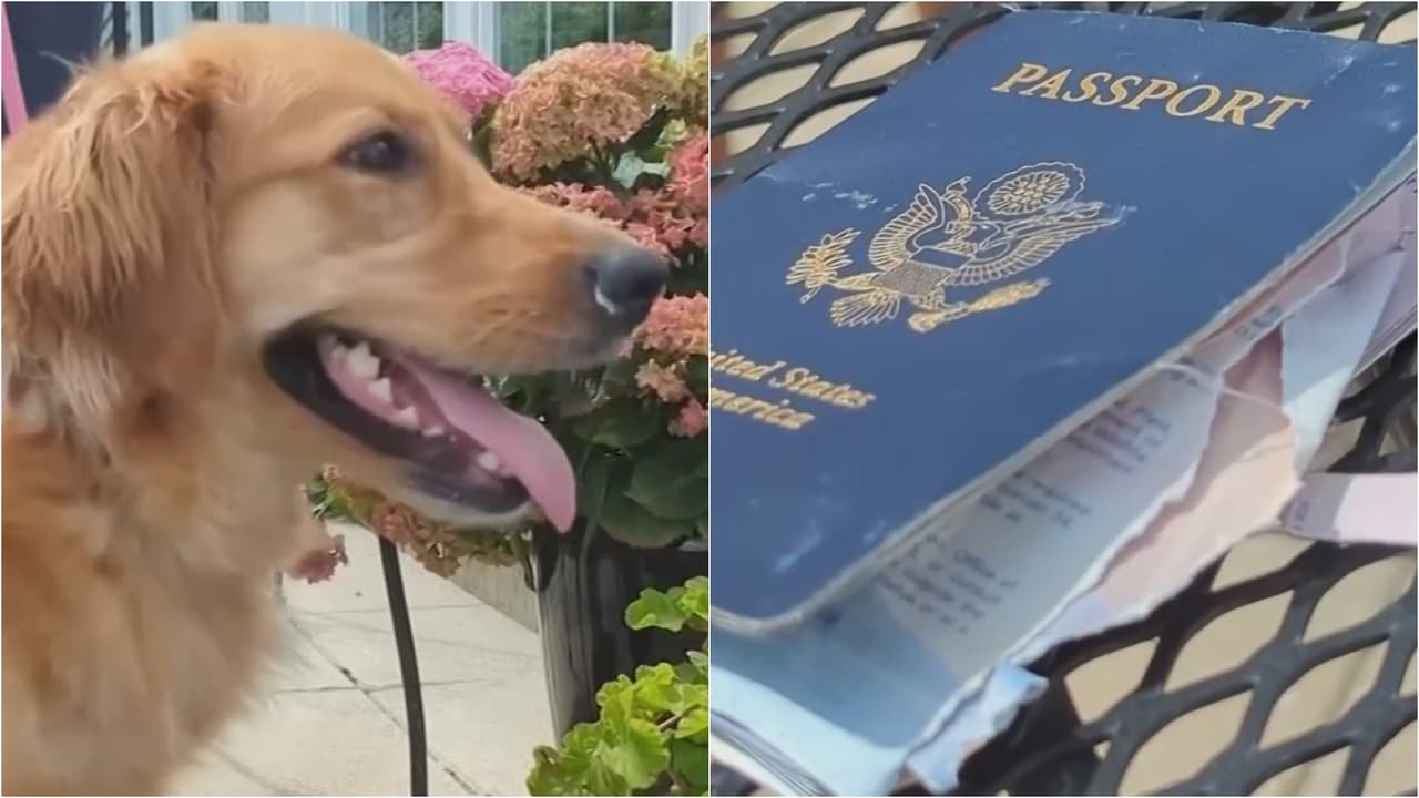 Mi perro se comió el pasaporte: una boda podría estar en peligro por inesperado contratiempo